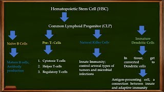 L22 Hematopoiesis Hematopoietic Stem Cell HSC and Common Lymphoid Progenitor [upl. by Aivalf]