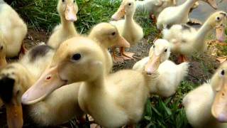 Coin coin  Cest la danse des canards  1 [upl. by Simaj]