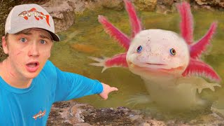 I Found Axolotls in an Abandoned Pond [upl. by Elsinore365]