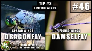 Dragonfly vs Damselfly  The Differences Between  KNOW 46 [upl. by Pesvoh]