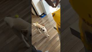 Feeding my purebred Shiba Inu dog Marley dinner [upl. by Adnale]