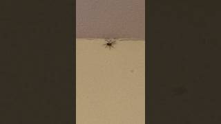 Spider on my ceiling funny spider [upl. by Sirromaj628]