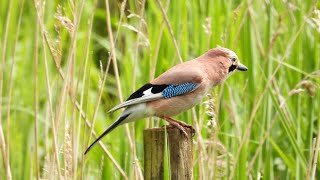 Bird watching in North Norfolk on May Bank Holiday Monday 2024 [upl. by Drazze174]