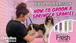 Kayla Harrison How to Groom a Springer Spaniel [upl. by Sileray329]