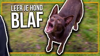 TRAIN JE HOND  Hoe leer je je hond BLAF [upl. by Ajad]