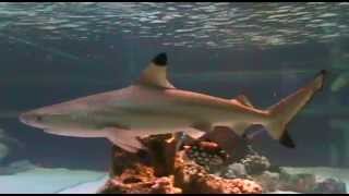 BLACK TIP REEF SHARK HOME TANK [upl. by Ciapha]