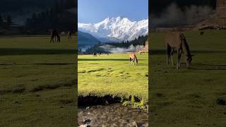 Killer Mountain 🏔 Nanga Parbat \ Fairy meadow nature beautiful mountains shadowsofmountains [upl. by Cathleen720]