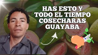 ✔Cómo Hacer para que Mis Árboles de Guayaba Carguen MUCHO [upl. by Anthe]