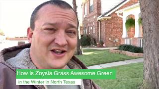 Does Zoysia Grass Stay Green in the Winter [upl. by Lebna955]