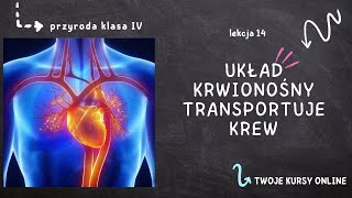 Przyroda klasa 4 Lekcja 14  Układ krwionośny transportuje krew [upl. by Montgomery]