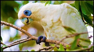 🐦 WILD PARROTS sound  Australia nature  Corella bird in forest  Parrot  travel  relaxation hd [upl. by Amiaj]