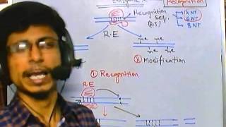 Types of restriction enzyme [upl. by Pammy591]