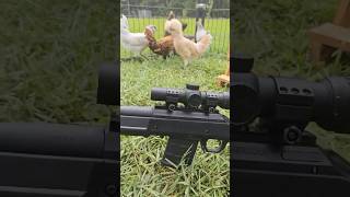 300 blackout bolt  the quietest can for 30 cal  undisturbed chickens [upl. by Dawkins773]