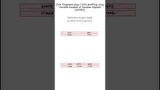 DNA profiling or DNA fingerprinting using RFLPs and VNTR probes genetics biology forensics [upl. by Alaaj875]