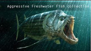 Aggressive Freshwater Fish [upl. by Mmada]