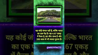 Big tree  motivation amazingfacts upsc ips factsinhindi facts hindistories gk tree [upl. by Ahtilat]