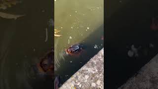 Koi Carp Fish surfacing and blowing bubbles at us Very weird [upl. by Neyuh728]