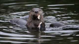 River Otters Eating a Huge Fish in My Backyard [upl. by Anirok483]