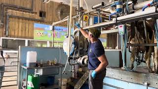 Milking cows in milk parlour Milk machines Smithills farm Bolton Greater Manchester 2023 [upl. by Lil]