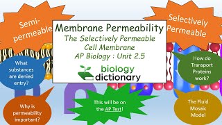 Membrane Permeability The Selectively Permeable Cell Membrane  AP Biology 25 [upl. by Aicnarf]