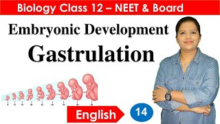 Gastrulation and Embryonic Development  English Class 12 [upl. by Htnamas]