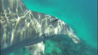 Huge 10 ft Hammerhead Shark Bumps Diver in Florida Keys  Islamorada Shark Encounter [upl. by Simonetta]