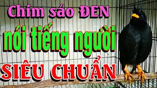 CHIM SÁO ĐEN NÓI TIẾNG NGƯỜI SIÊU CHUẨN [upl. by Bresee]