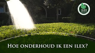 Hoe onderhoud ik een Ilex crenata [upl. by Oiromed]