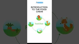 PSLEscience Exam Prep Essential Knowledge about the Food Chain for Primary 6 Students [upl. by Corabelle977]