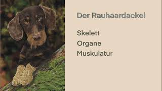 Der Rauhaardackel  Skelett Organe Muskulatur [upl. by Ydroj]