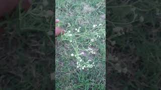 Parthenium Botanydigital05 Biologymcqs biology9th cr7 MrAcademy4888 Mrbeast [upl. by Yaresed]