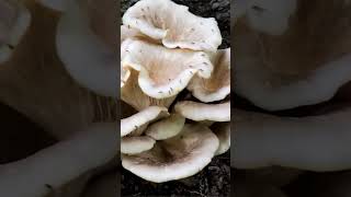 Вешенка рожковидная Pleurotus cornucopiae short shorts [upl. by Ilyah]