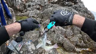 Shore jigging  Most Venomous fish in Adriatic sea [upl. by Lillis]