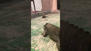 Rhino vs similis iguana [upl. by Xer]