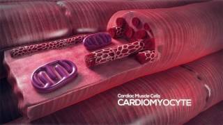 How the Heart Works Video Cardiomyocyte [upl. by Sandra]