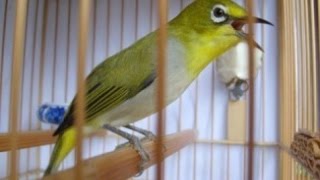 AURIVENTER THERAPY ZOSTEROPS WHITE EYES BIRD SINGING LOAD [upl. by Luap]