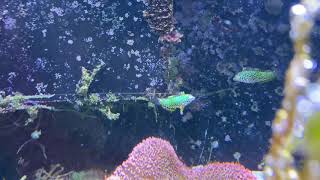 Meleagris Leopard Wrasse [upl. by Newnorb]