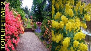 6 Árboles Ornamentales Para Jardín Pequeño [upl. by Wilie260]