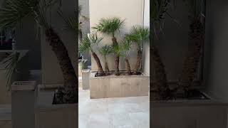 Rosa Beach Thalasso amp Spa  Monastir Tunisia 2023 [upl. by Chrysa]