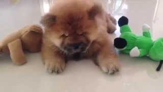 Worlds Cutest Chow Chow Puppy [upl. by Nilesoj]