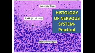 1 Histology of Nervous Tissue Practical [upl. by Padegs]