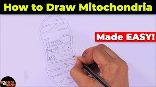 How to Draw Mitochondria Diagram Easily [upl. by Lubbi690]