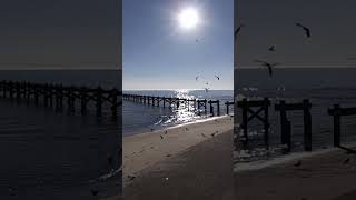 Birds at Biloxi Beach [upl. by Hama486]