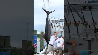 Fishermen Catch MillionDollar Marlin [upl. by Aiciles]