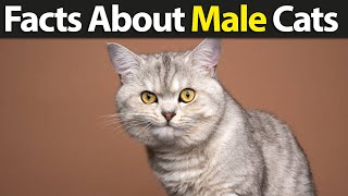 Top Interesting Facts About Male Cats You Should Know [upl. by Eramal]