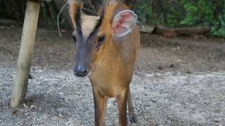 Aprende más sobre el muntjac con Faunia [upl. by Ahsemed617]