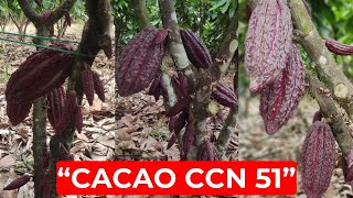 CACAO Cultivo de Cacao CCN51 [upl. by Notloc]