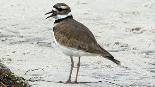 The Sound of Killdeer [upl. by Hamilah]