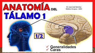 🥇 Anatomía del TÁLAMO 12 Generalidades ¡Explicación Sencilla [upl. by Eelrebma333]