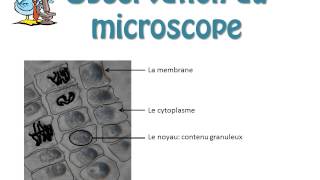 SVT  cours  Le contenu du noyau des cellules les chromosomes [upl. by Nalyd]